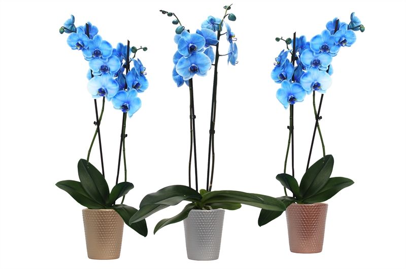 Zoe dots luxury mix Phal I am Blue 2T14+, D 12