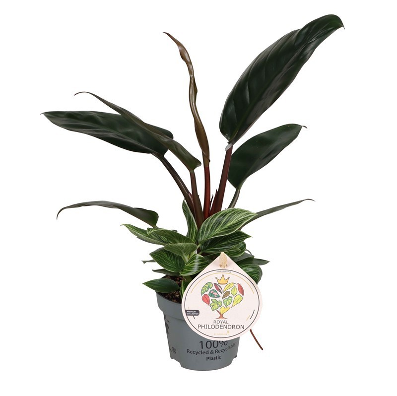 PHILODENDRON-HYBRID 'GREEN CONGO VARIEGATED', D 12