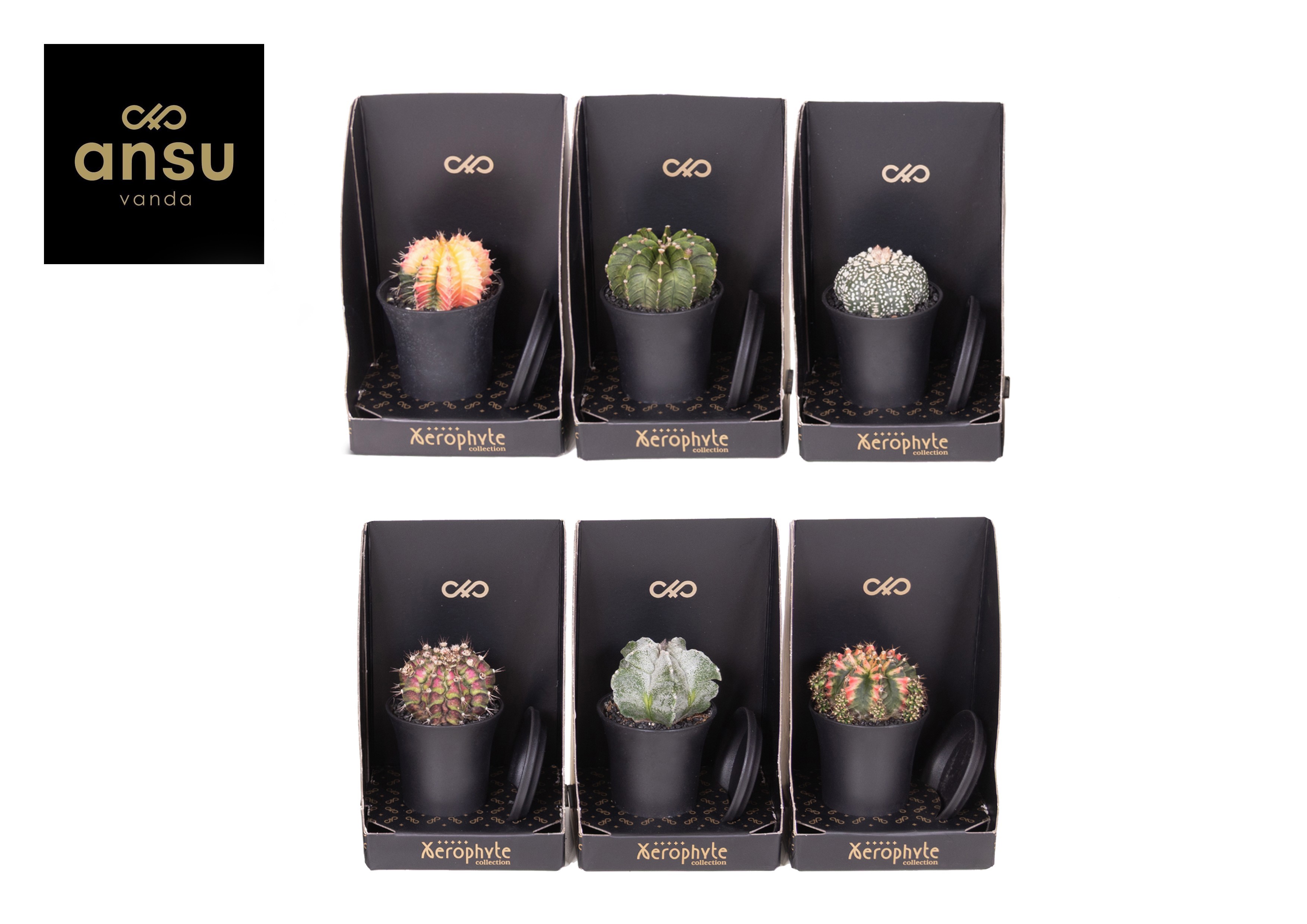 Xerophyte Collection - Cactus Mix, D 7,5