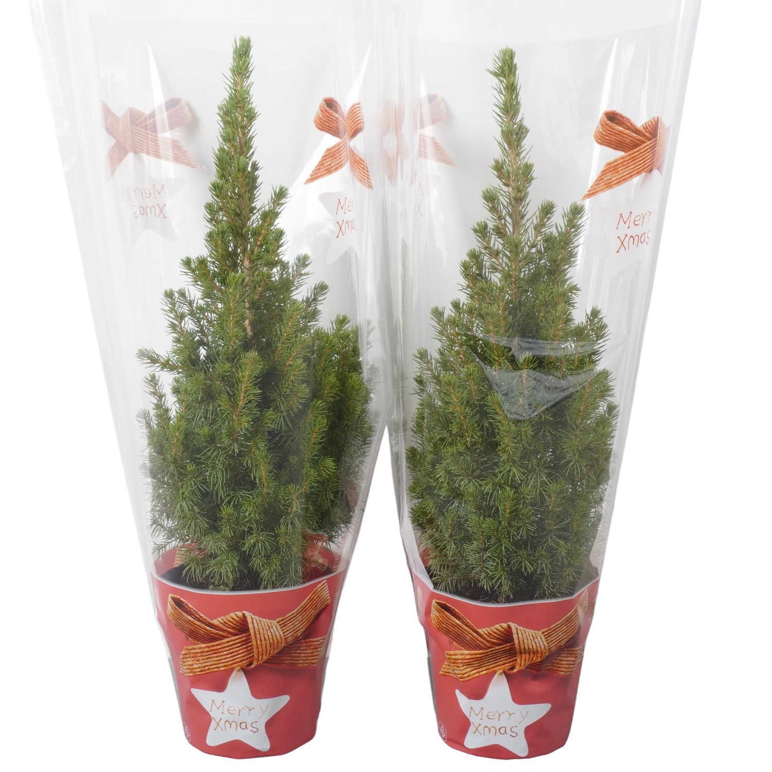 PTK26303 Conica Perfecta met kersthoes, D 13