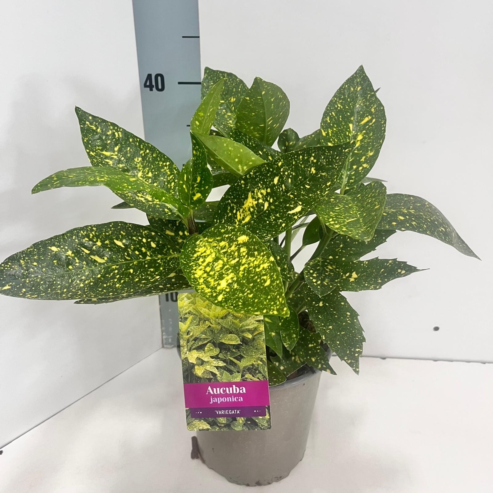 Aucuba japonica 'Variegata', D 17 cm