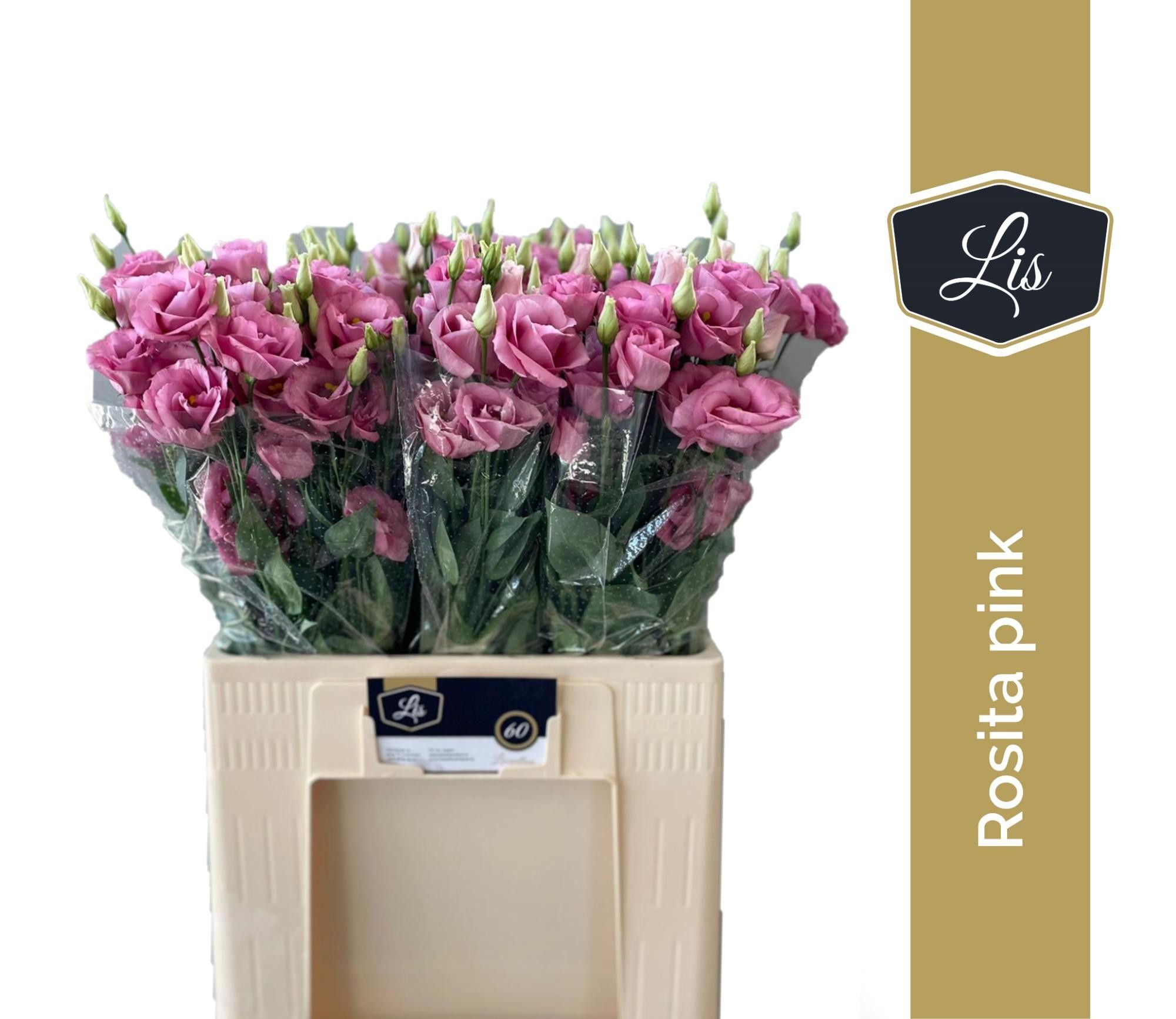 Эустома Розита Роуз пинк 65 (ярко-роз.), шт.