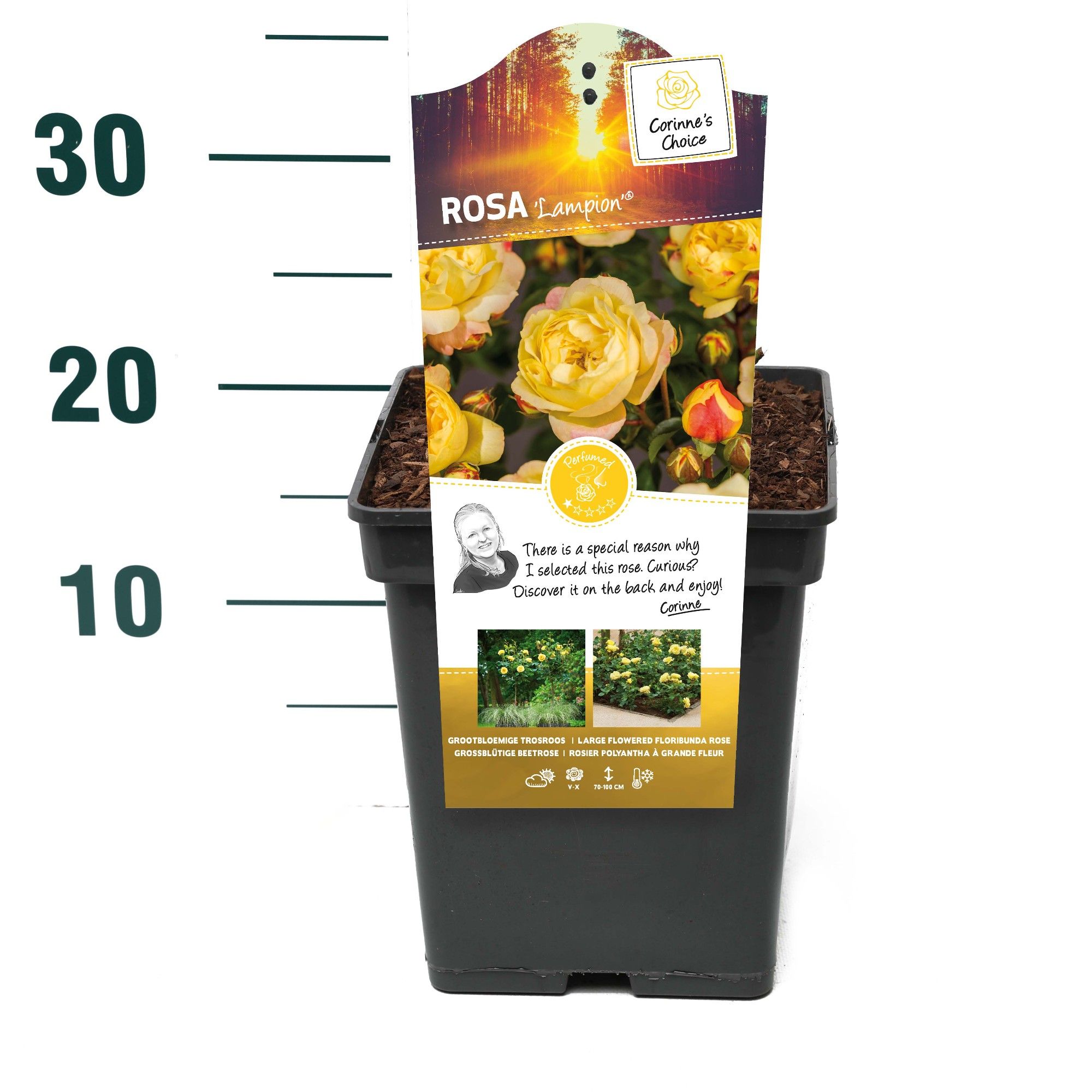 Rosa 'Lampion' - Struik - VP5 - Categorie 3, D 23