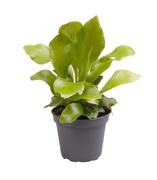 ASPLENIUM NIDUS, D 6