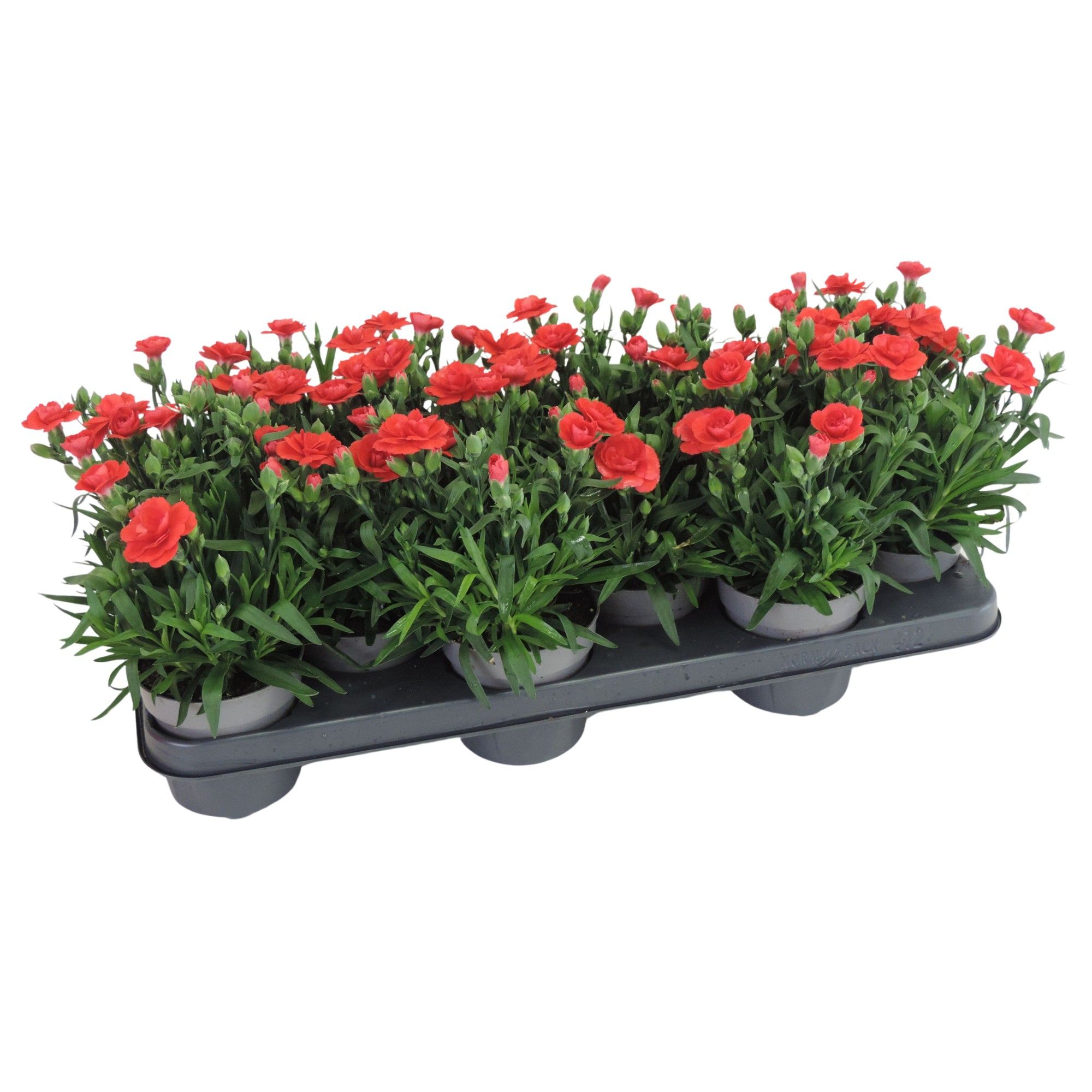 Dianthus Oscar Salmon 10.5 cm, D 10,5