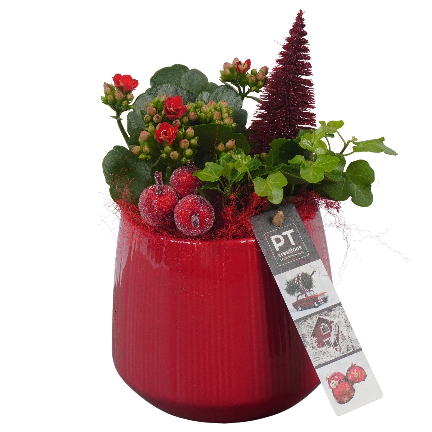 PTCHR7220 Arrangement Christmas Red in keramiek pot, D 12 cm