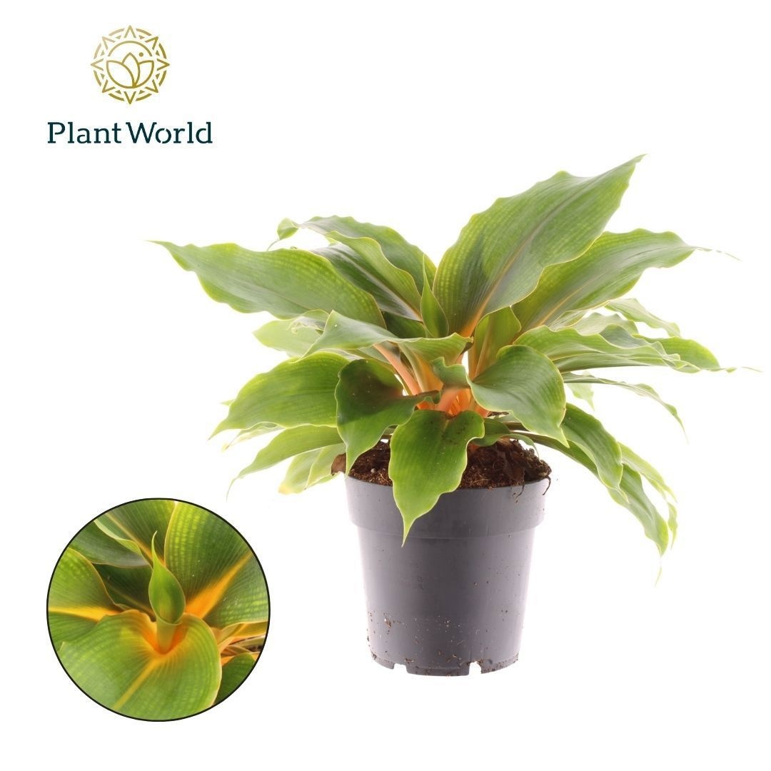 Chlorophytum Green Orange, D 14 cm