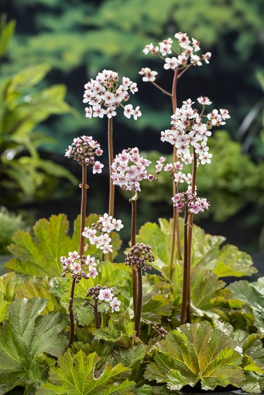 Darmera peltata, D 9
