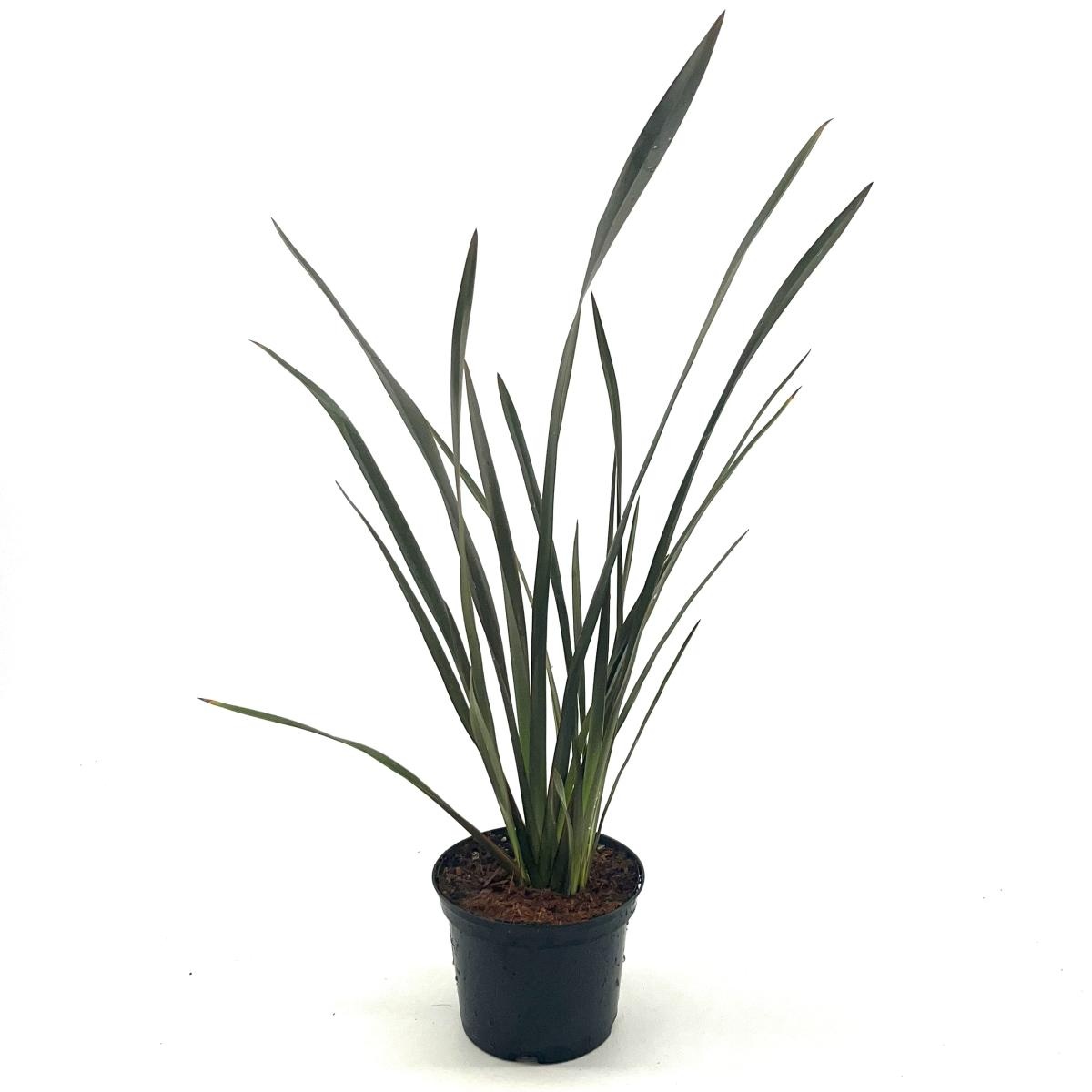 Phormium 'Bronze Baby', D 17 cm