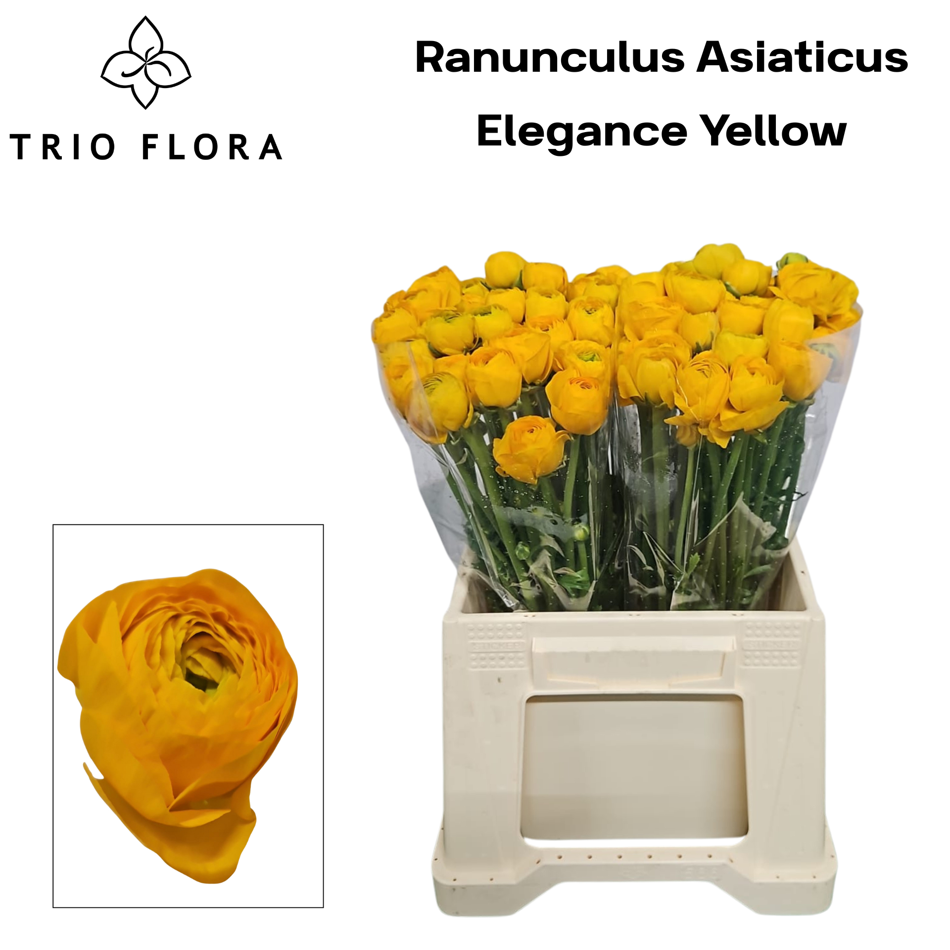 Ранункулус Элеганс Еллоу 40, шт.