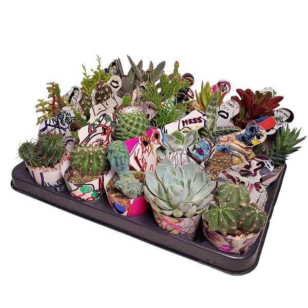 MIX CACTUS AND SUCCULENTS Ø 6.5 POTCOVER 'ABSTRACT ART' LINE 3 D SHINE - TRAY 20 PCS (CACTUS EN SUCCULENTEN), D 6,5