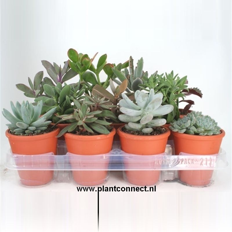 23 Succulent in rozenpot 8,5 cm, D 9,5