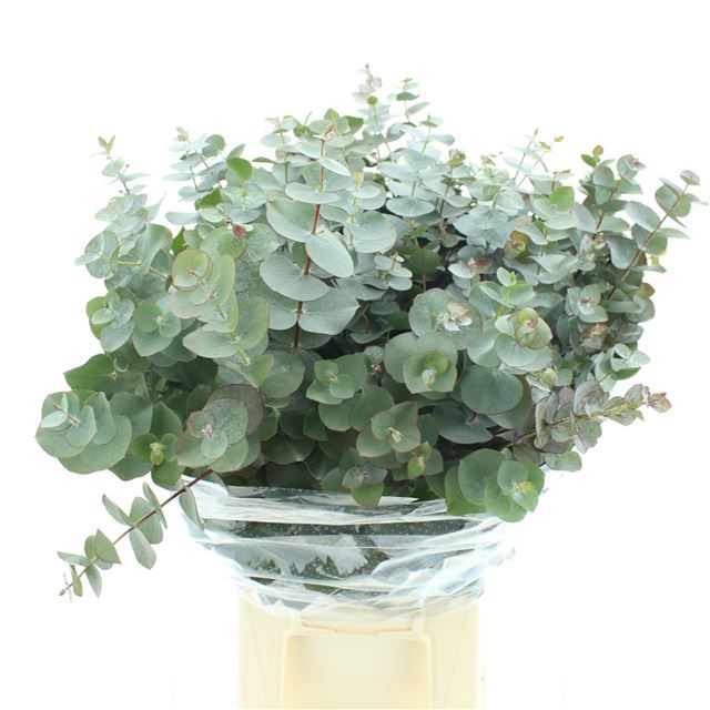 Эвкалипт Цинерея 70 (зел.), шт.