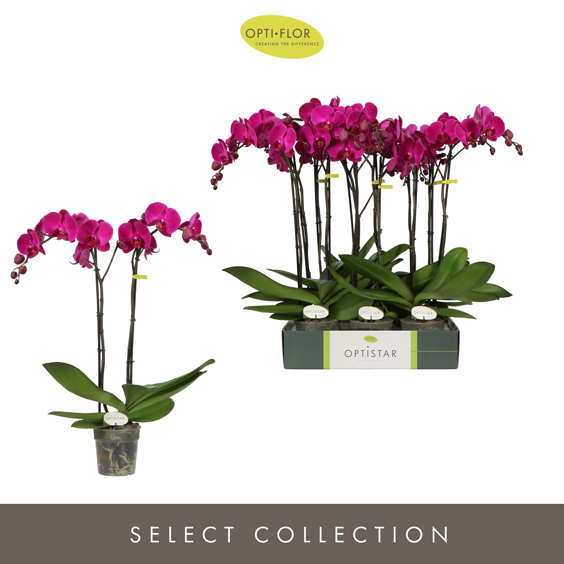 Optistar Lopez 2 spike, D 12 cm