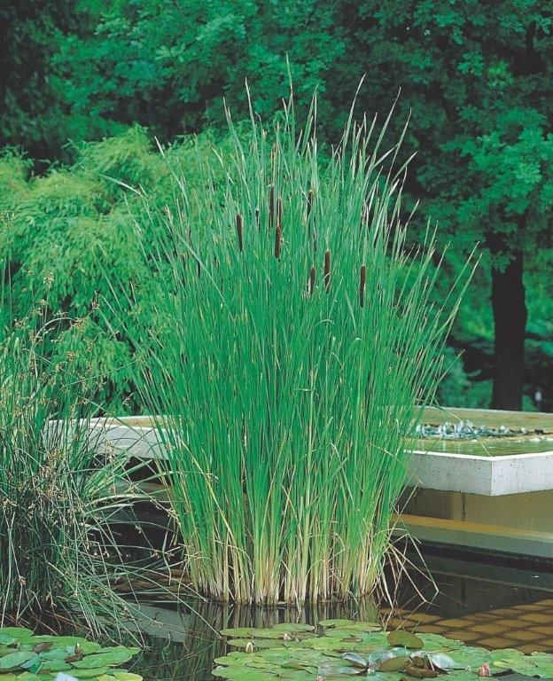 Typha angustifolia, D 9