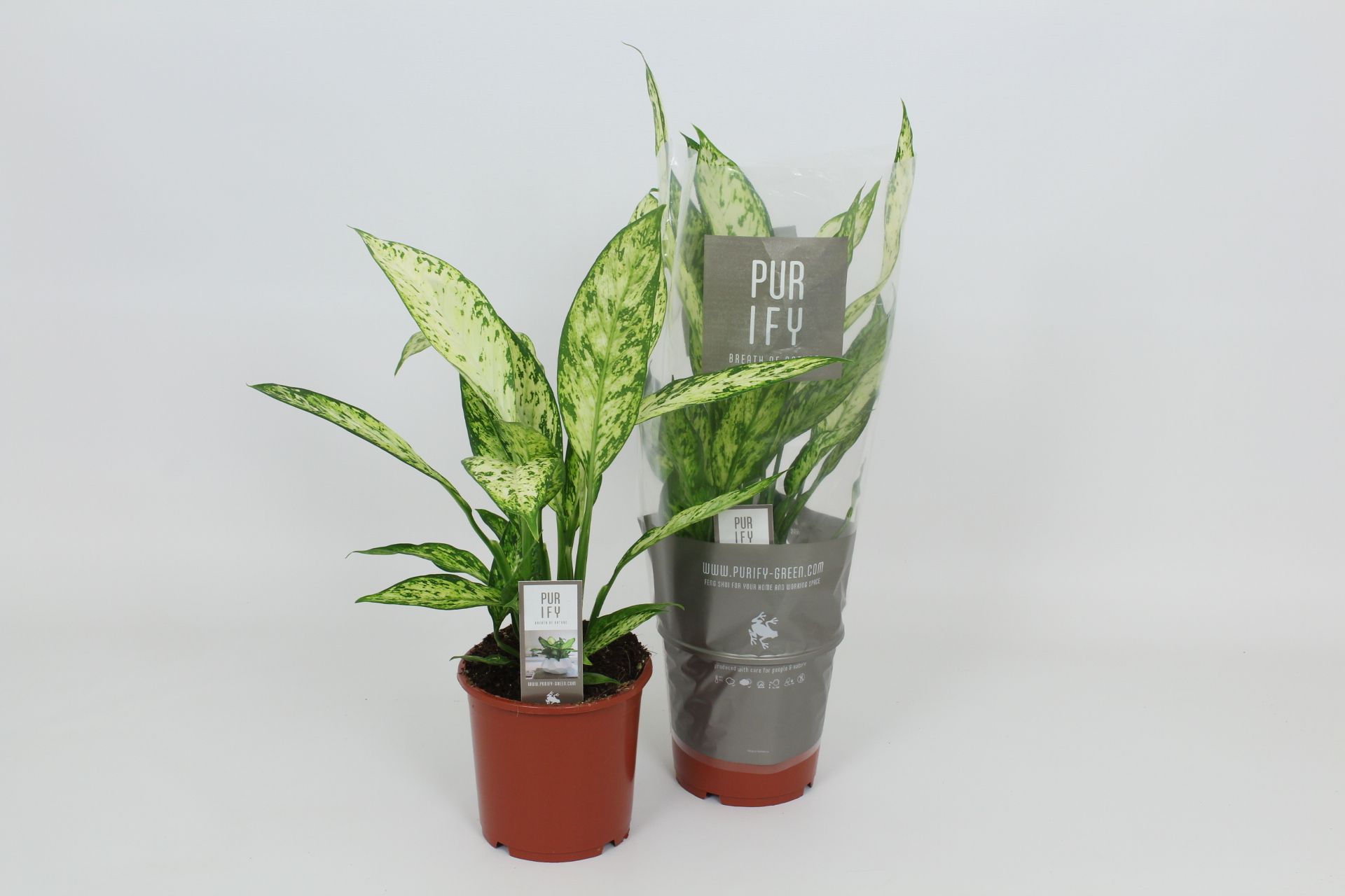 Purify Dieffenbachia Vesuvius 17 cm, D 17