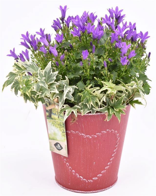 Zink pot rood met hart 18cm, D 18