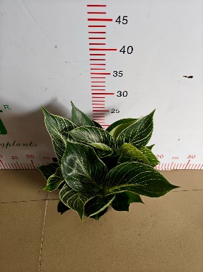 Аглаонема Платинум Даймонд 12 30