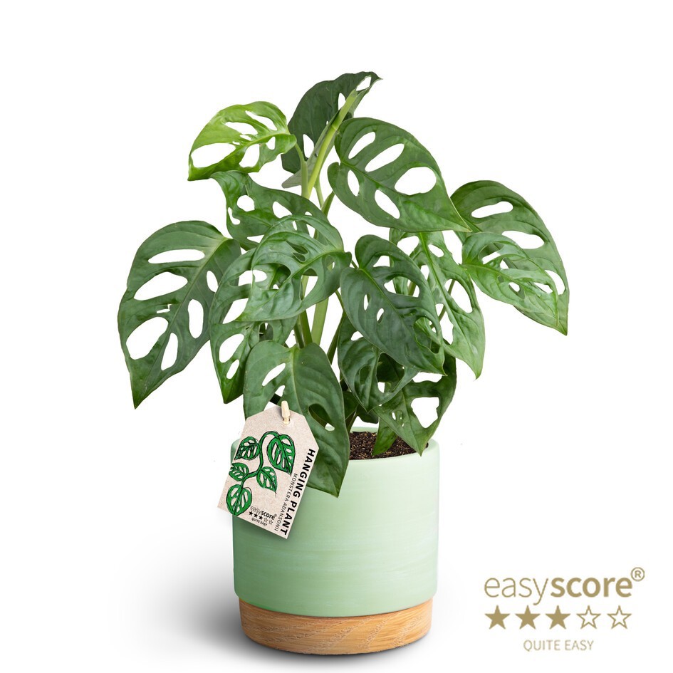 MONSTERA FRIEDRICHSTAHLII 41122088 WB Matcha, D 12 cm