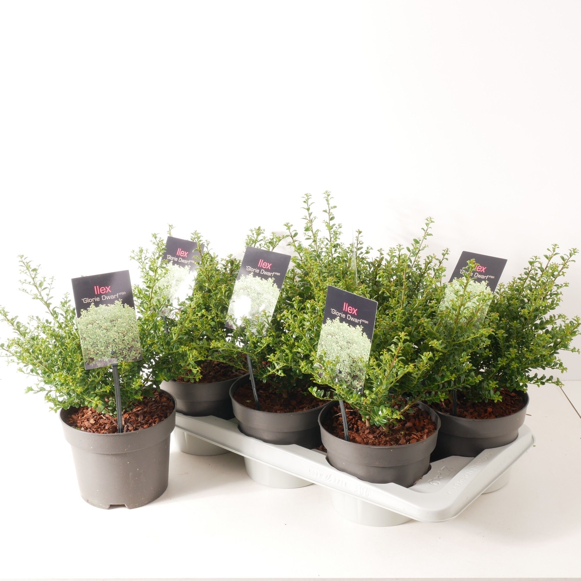 Ilex crenata 'Glorie Dwarf' P17, D 17 cm Ilex crenata 'Glorie Dwarf' P17, D 17 cm