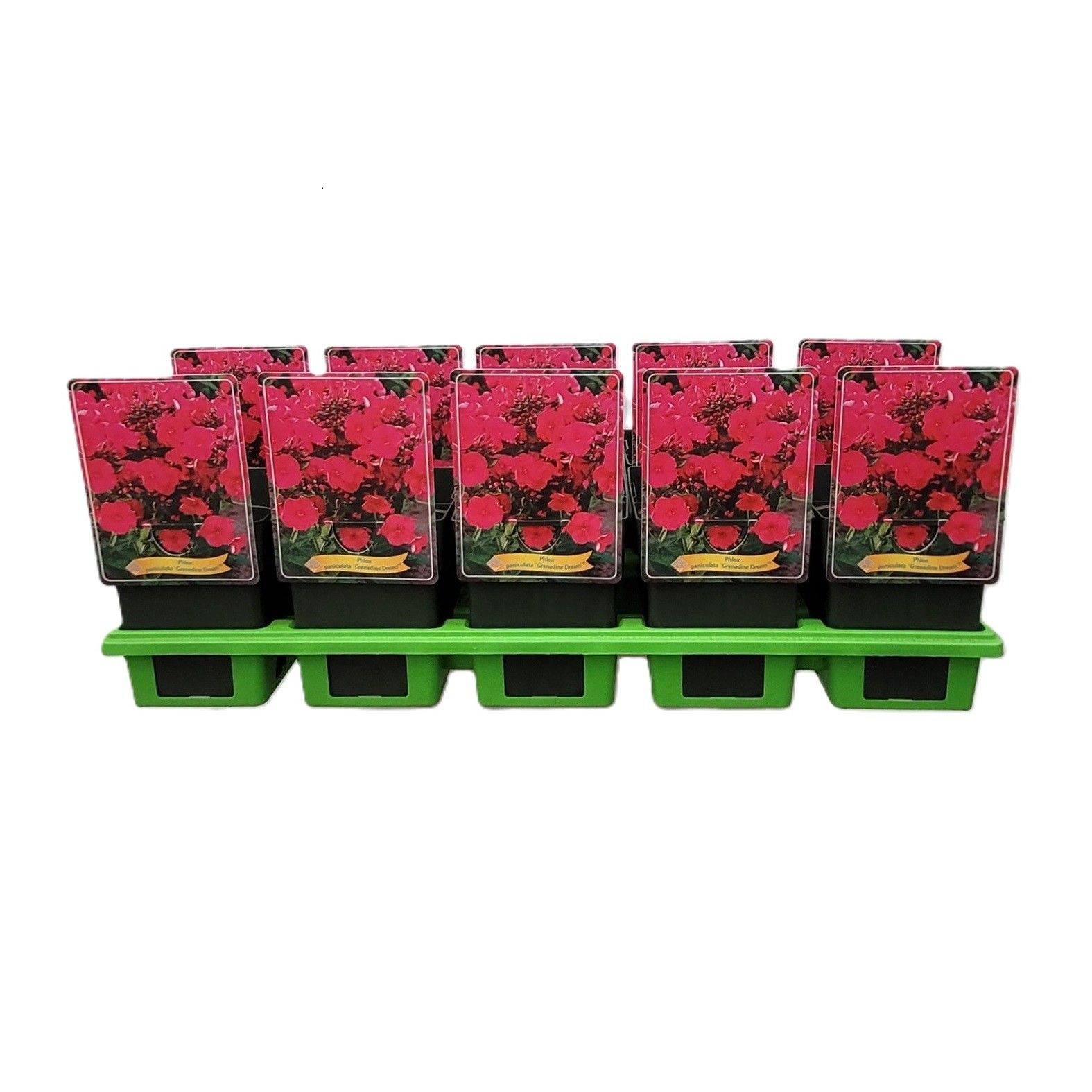 Phlox Paniculata 'Grenadine Dream' P11, D 11