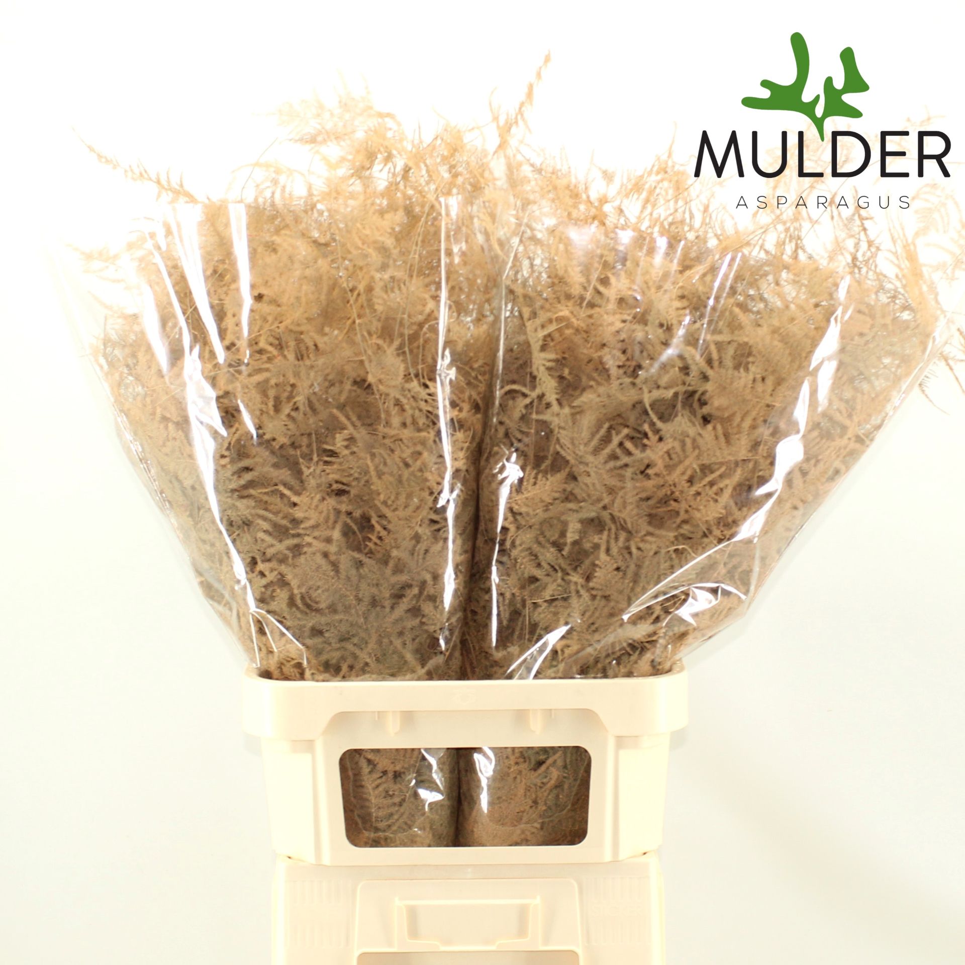 Аспарагус Овериг Крашеный (краш. ) 85, шт.