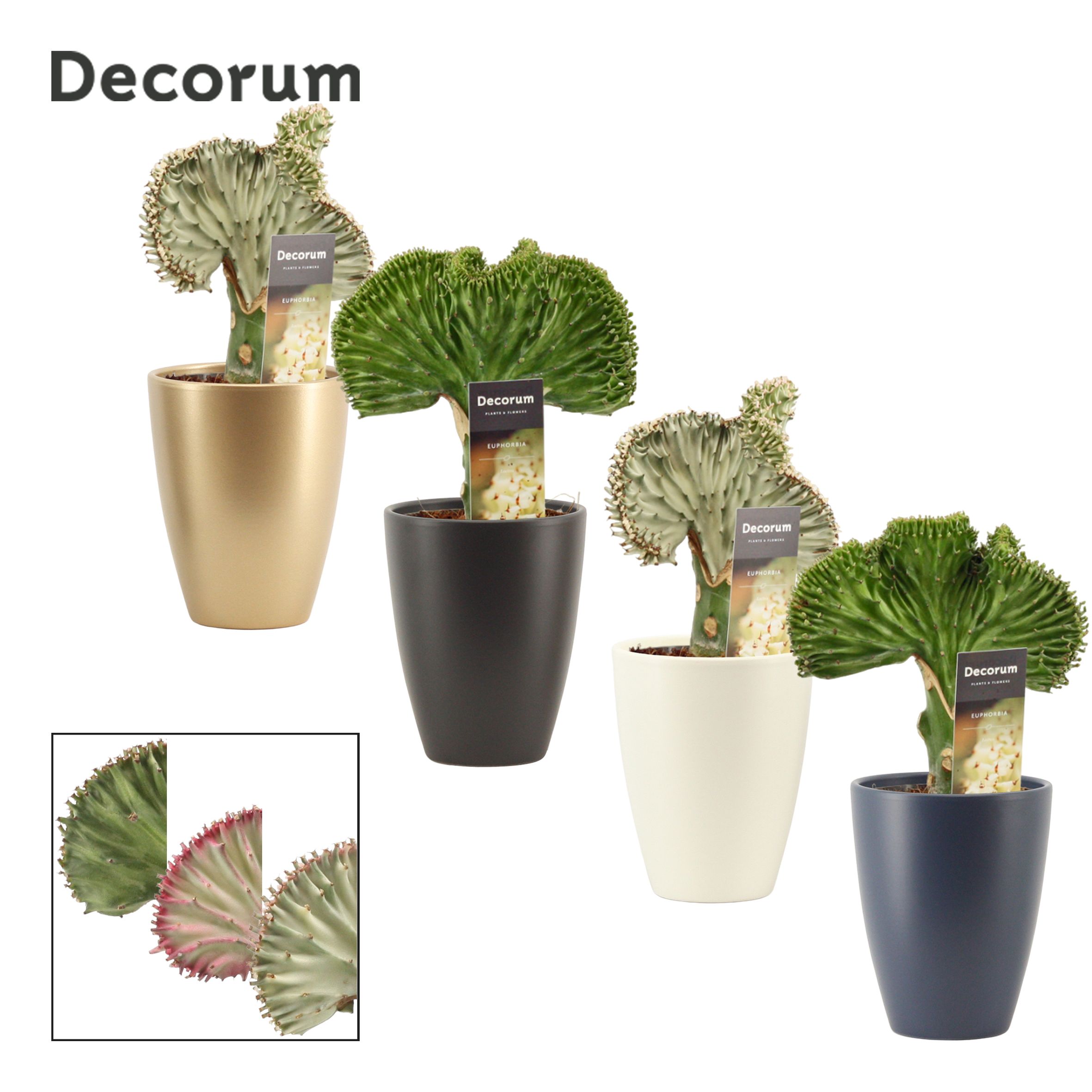 Euphorbia Lactea 12 cm in Carly (Neo Architect-collection), D 12 cm Euphorbia Lactea 12 cm in Carly (Neo Architect-collection), D 12 cm