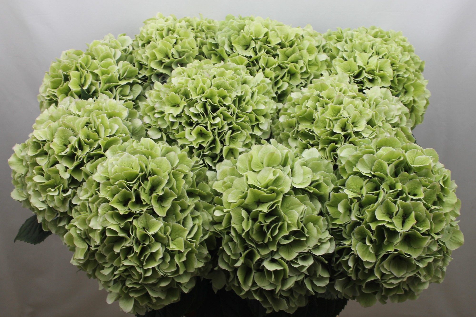 Гортензия Роял Бенефит Классик 80, шт.