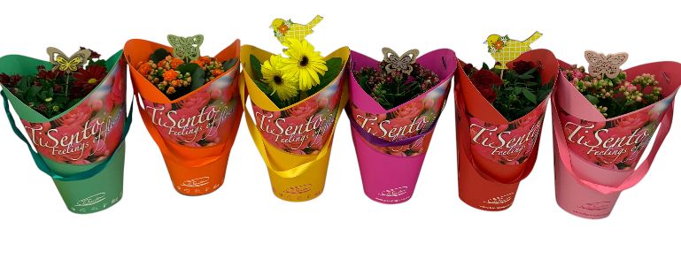 Bloeimix 12 cm | Mix | Stacy tasje + steker, D 12