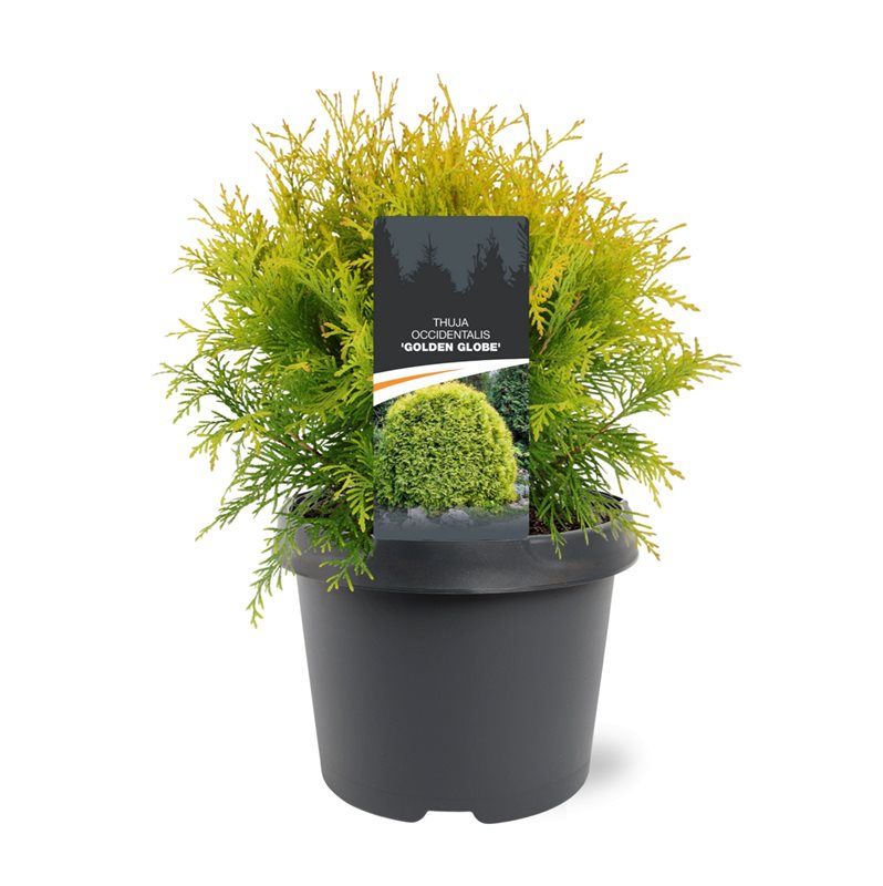 Thuja occidentalis 'Golden Globe', D 19