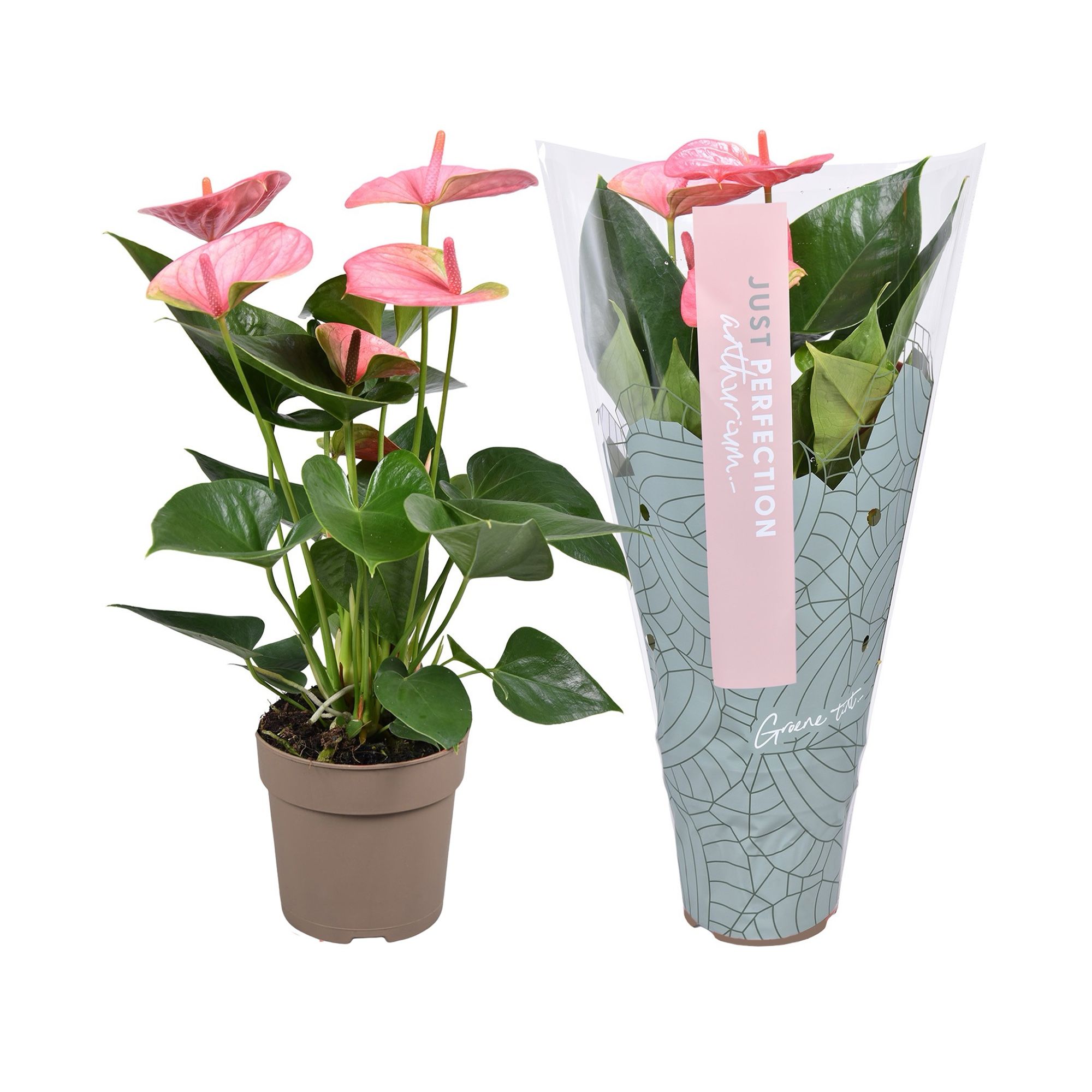 Anthurium Sweet Dream ''Just perfection®'' (XL-Flowers), D 12