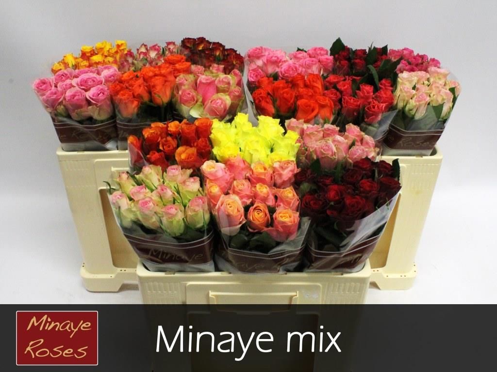 Роза од. Микс в баке 50, шт.