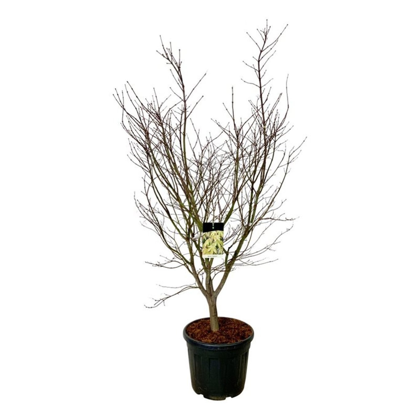 Acer pal. 'Osakazuki', D 50