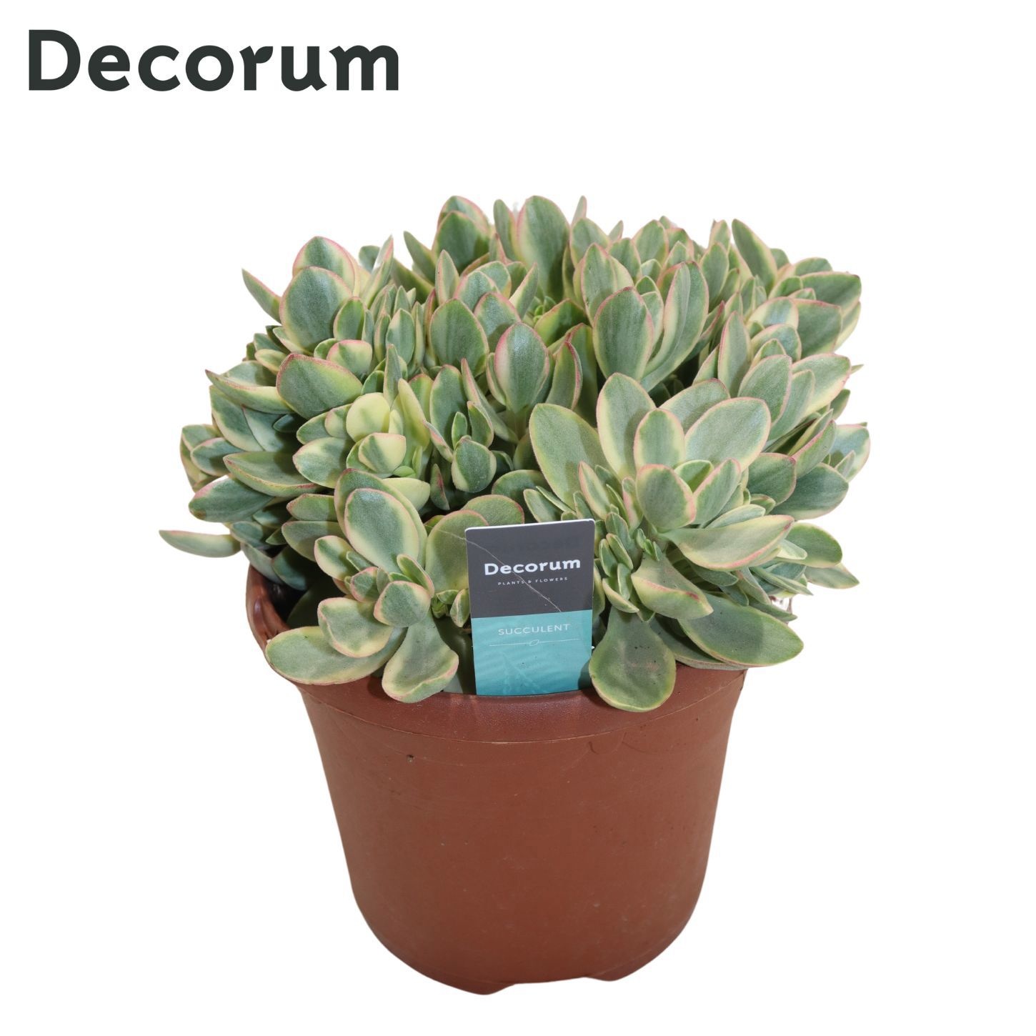 Crassula Rusby Variegata (Decorum), D 17