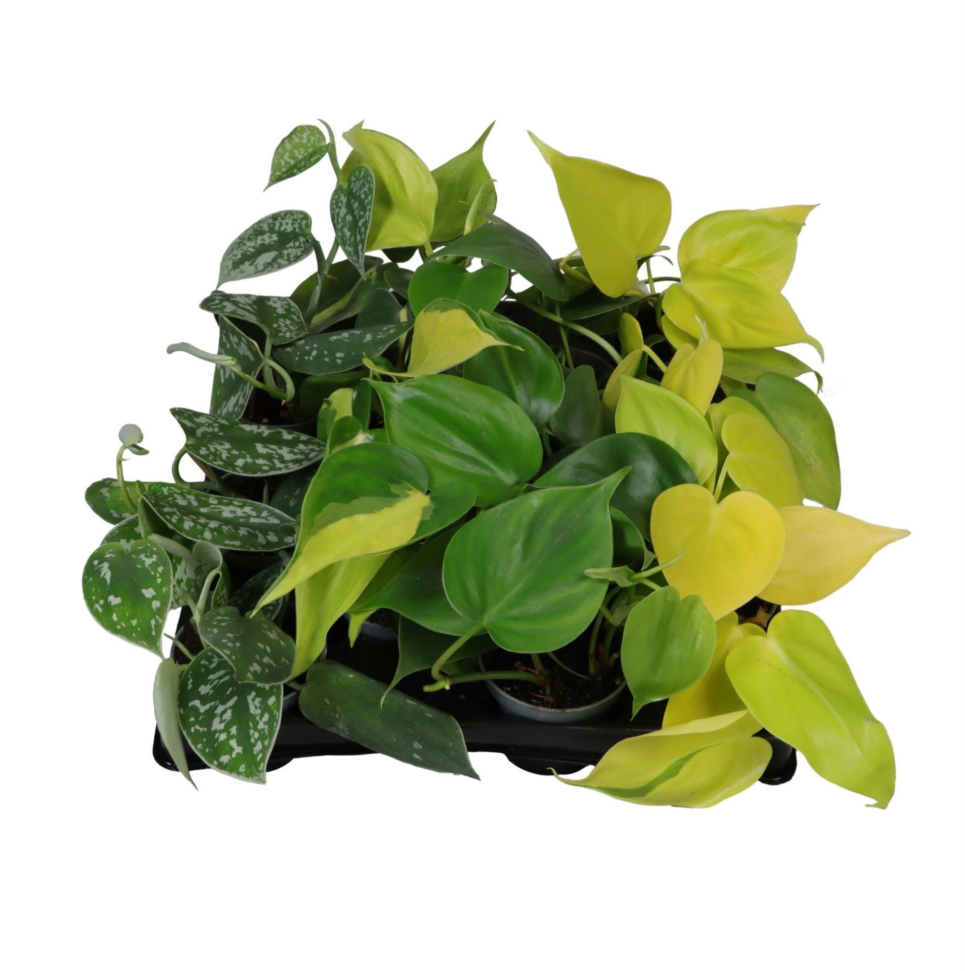 Philodendron Hanging Mix 6 cm, D 6