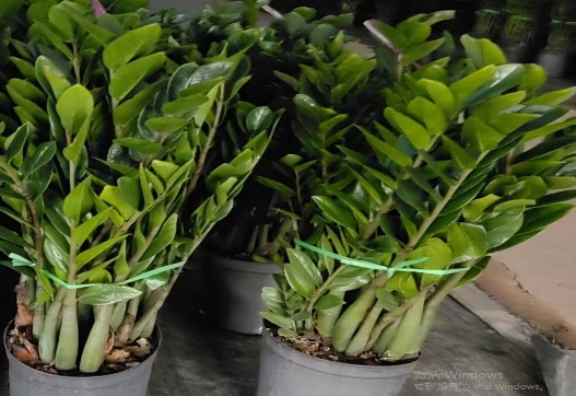 Замиокулькас Мани триб 30 100