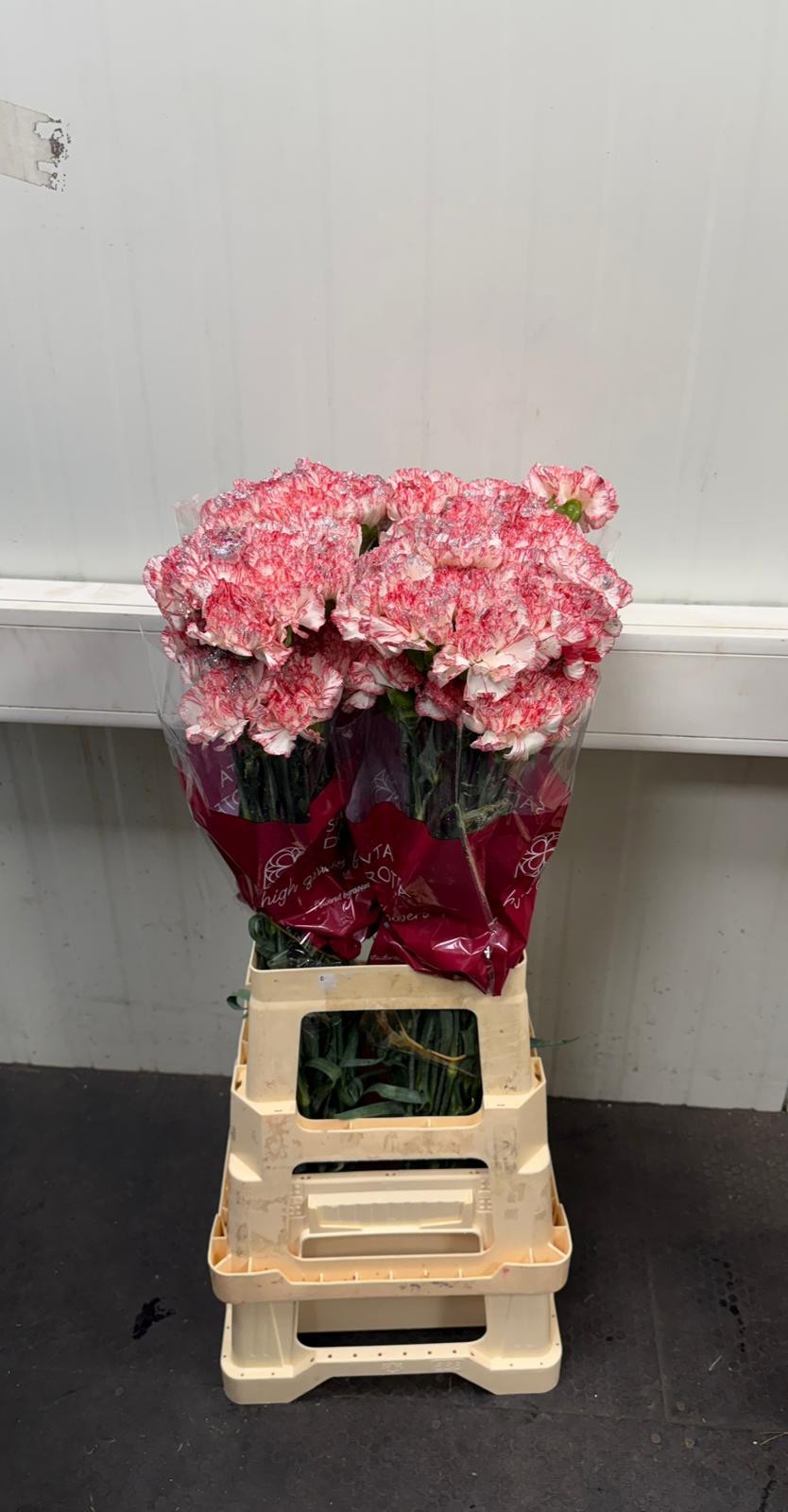 Диантус од. Овериг Крашеный (краш. ), шт.