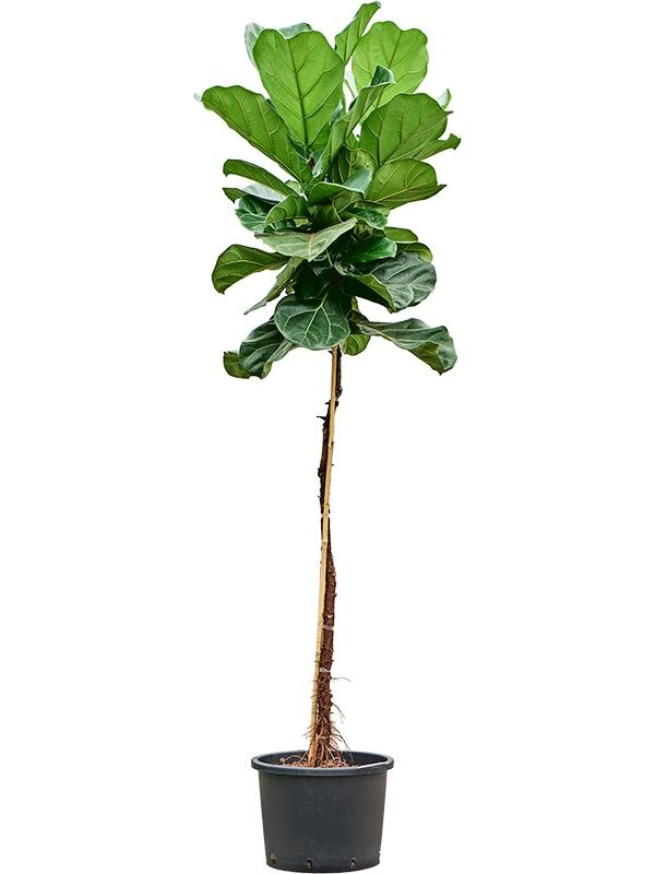 Ficus lyrata, D 32