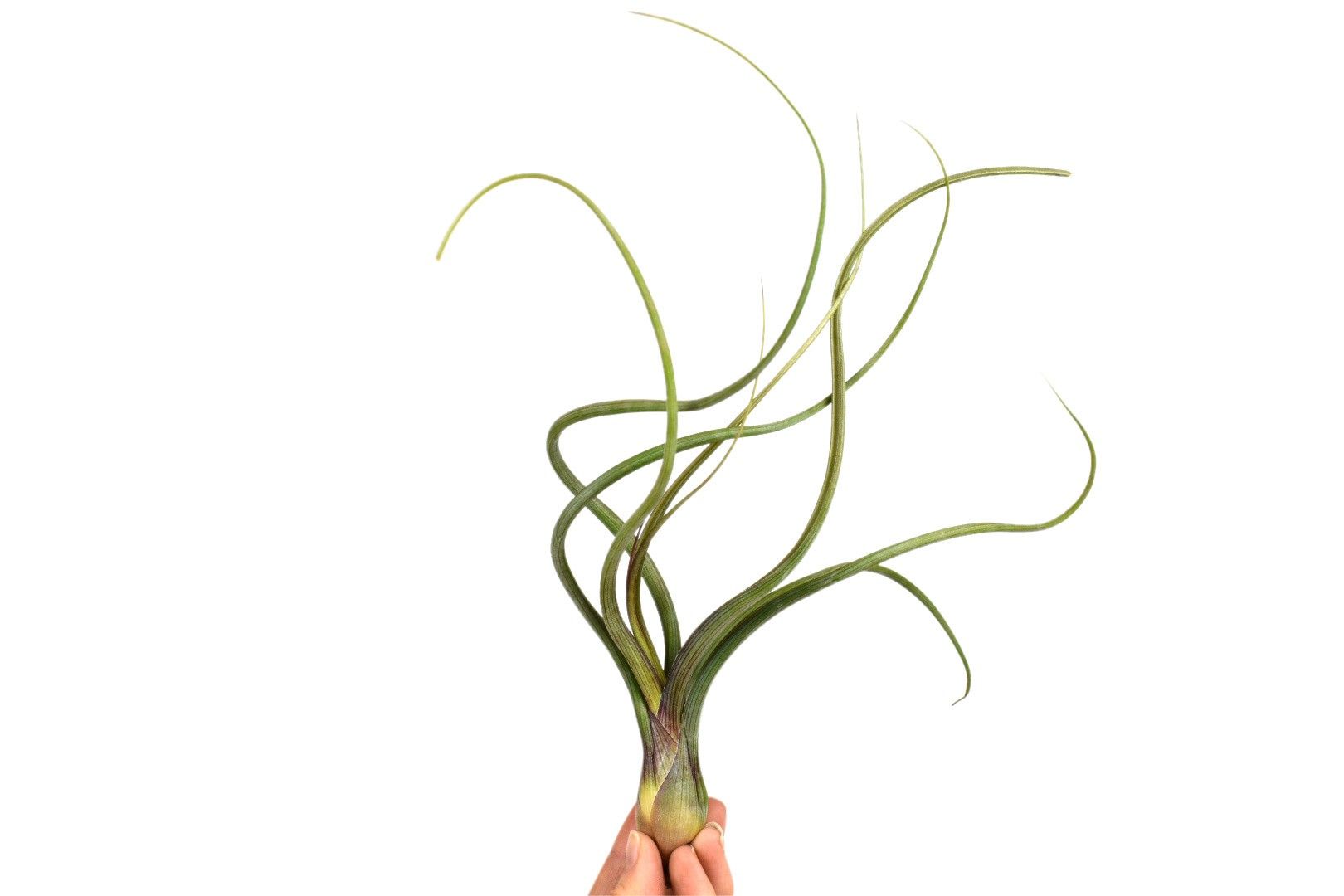Tillandsia Bailey, D 6