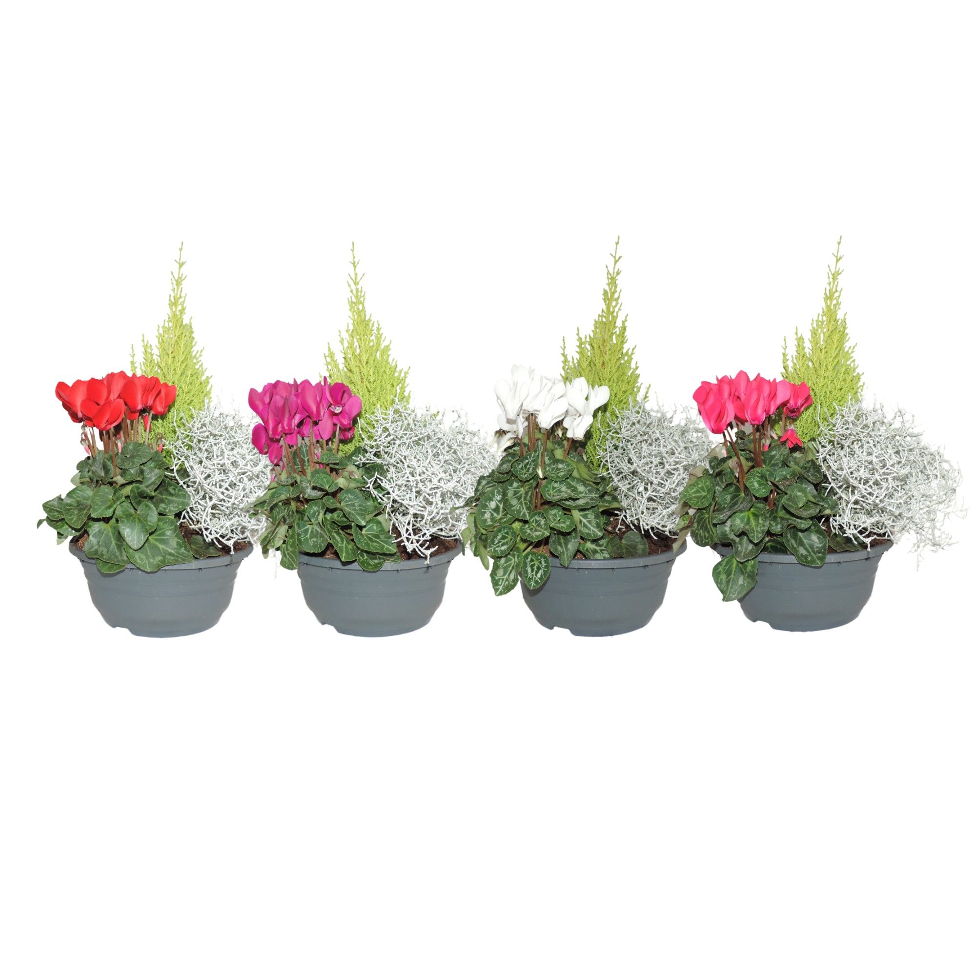 Arrangement in Schaal 19 cm, D 19