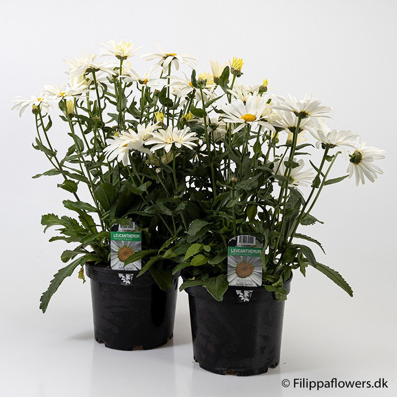 LEUCANTHEMUM MAXIMUM, D 21 cm