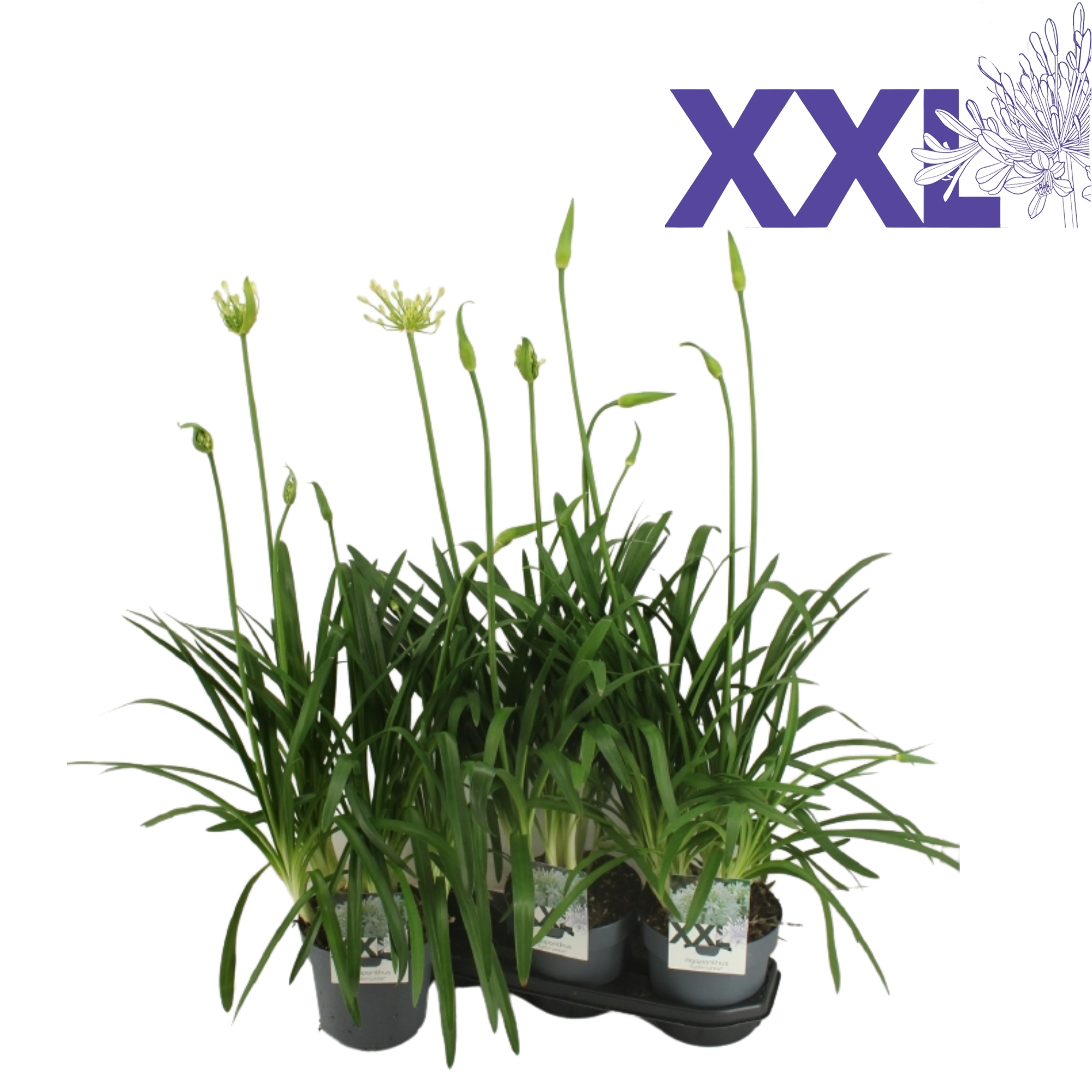 Agapanthus 5 stek wit grootbloemig. doorbl knoppen boven gewas, D 19
