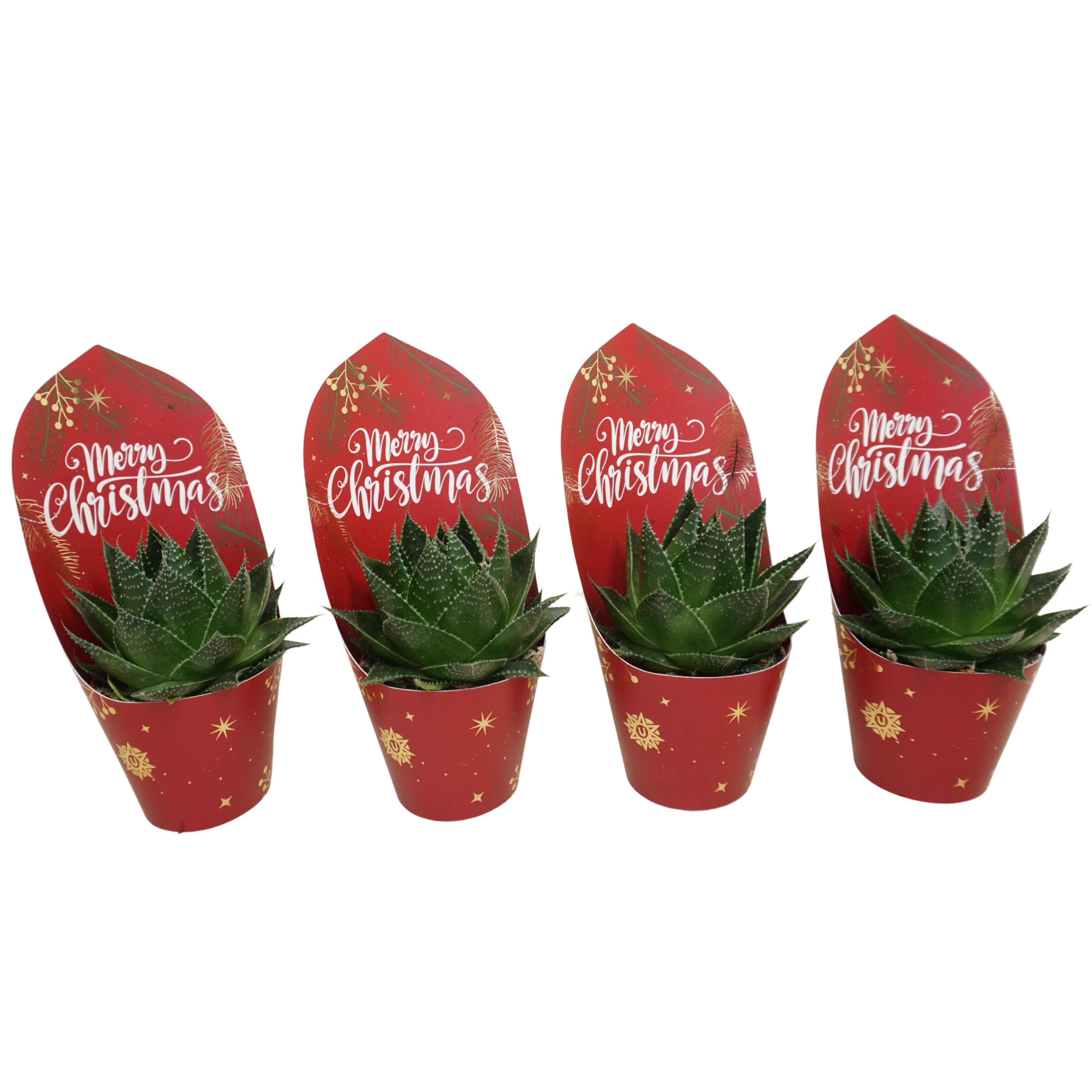 Aloë cosmo 8,5 cm in Kerst potcover, D 8,5 cm Aloë cosmo 8,5 cm in Kerst potcover, D 8,5 cm