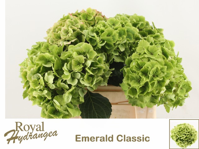 Гортензия Мэджикал Эмеральд Классик 40, шт.