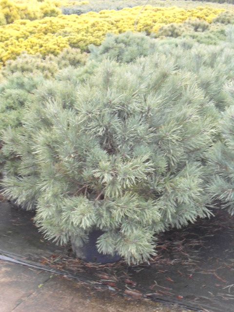 Pinus Syl Watereri, D 45