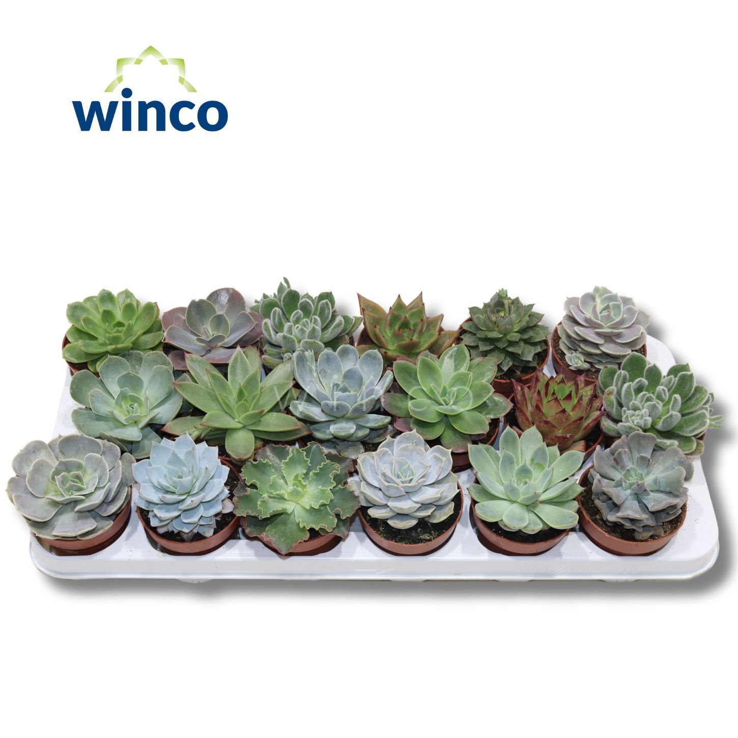 Echeveria Mix (18 Spc.), D 8,5