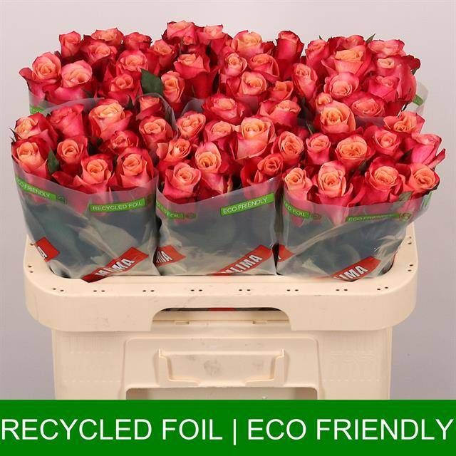 Роза од. Хелен 60, шт.