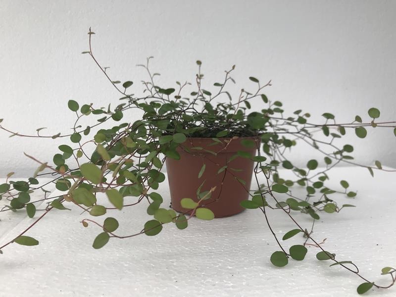 MUEHLENBECKIA COMPLEXA, D 12 cm MUEHLENBECKIA COMPLEXA, D 12 cm