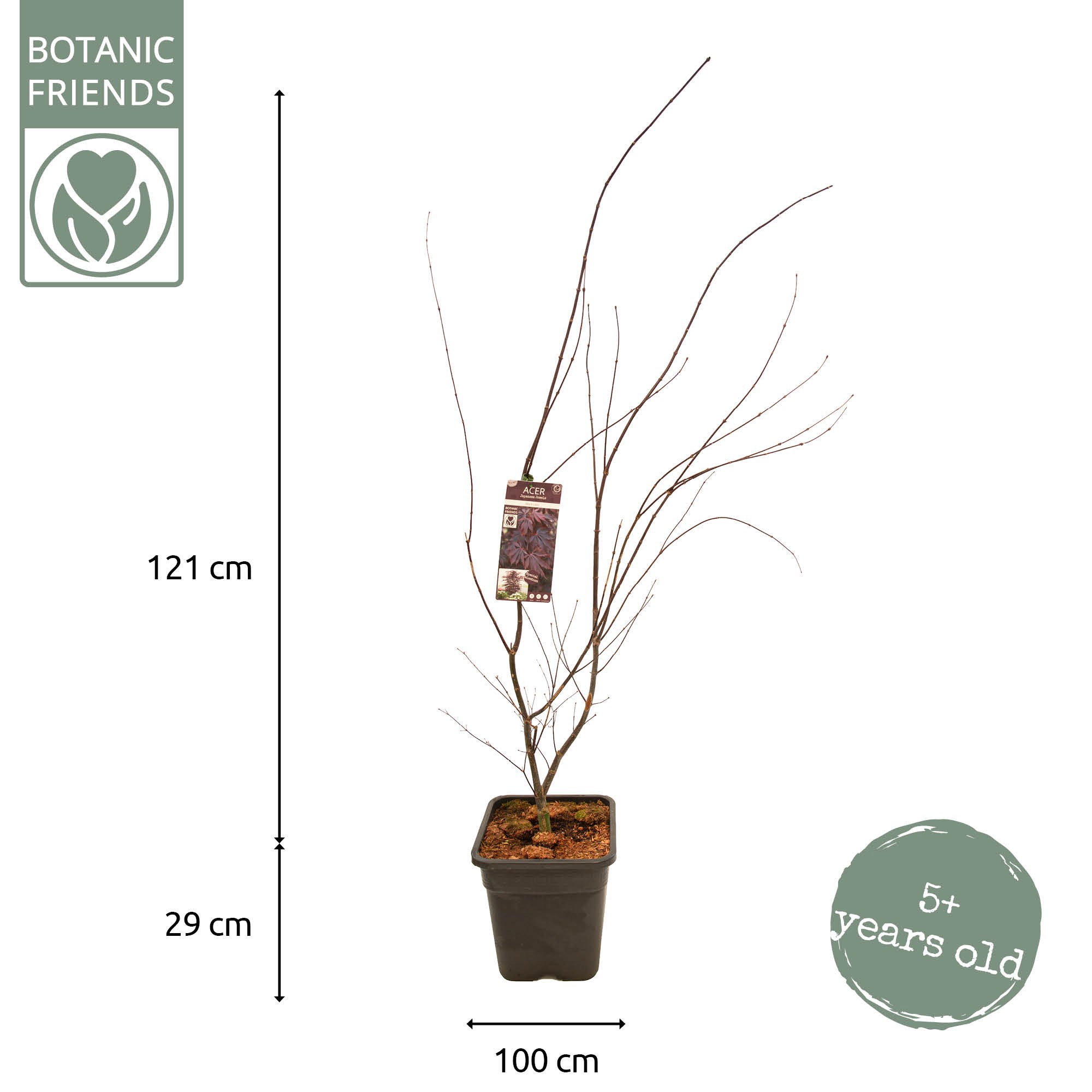 Acer palm. 'Black Lace' ® VK14 PREMIUM, D 28