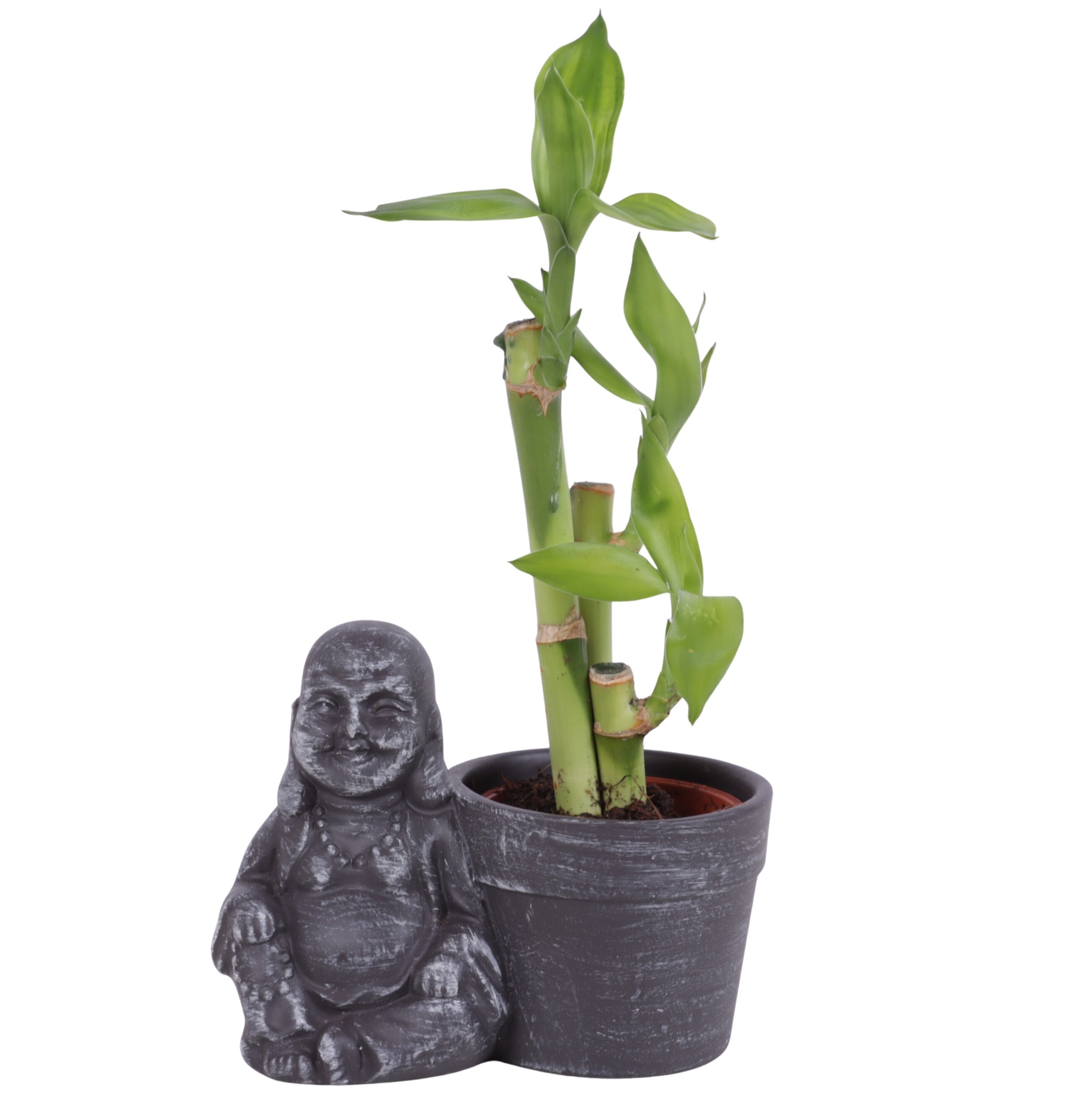 Lucky Bamboo Toef in Ceramic Sitting Buddha Ø13cm, D 13